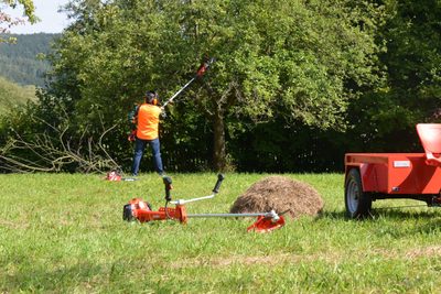 Je ideální doba pro letní řez některých dřevin