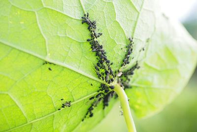 Zlikvidujte mšice bez chemie!
