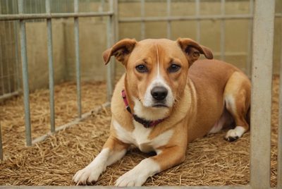 Po Silvestru plné útulky: Jak zábavná pyrotechnika a neuvážené dárky ohrožují zvířata