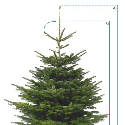 Nakupujte chytře – aneb měření vánočního stromku