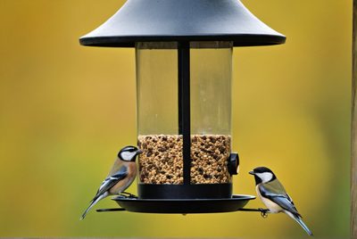 Zimní přikrmování ptáků: Jak pomoci a neublížit