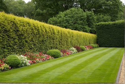 Jak vybrat správný živý plot pro vaši zahradu