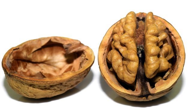 Proč má vlašský ořech tvar mozku? | HECHT