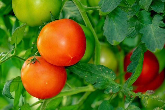 Aby se zabránilo praskání rajčat během jejich pěstování
