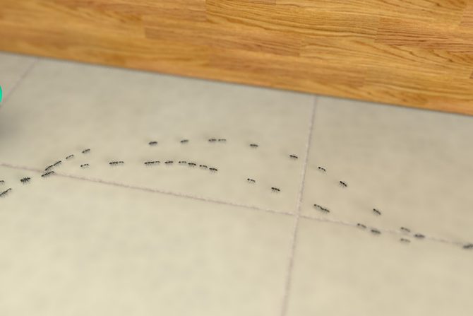 Máte doma mravence? Zbavte se jich bez kompromisů!