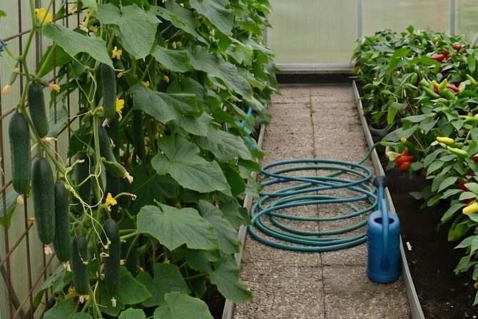 Jak spolehlivě ochránit okurky před plísní: Moje osvědčené postupy pro skleník i venkovní záhony