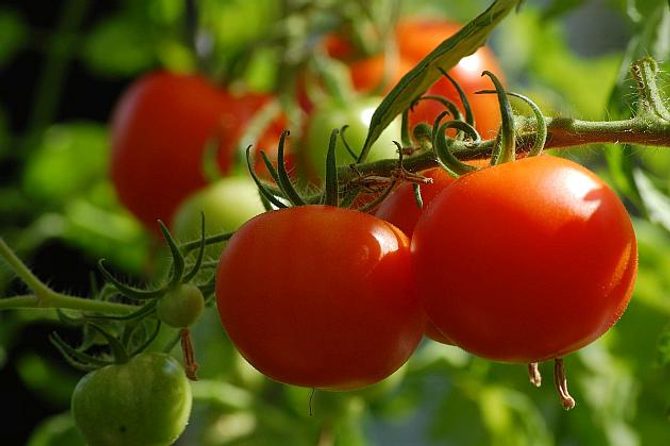 Jak mít bohatou úrodu rajčat?