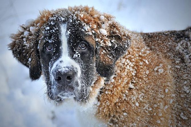 Péče o psa v zimě