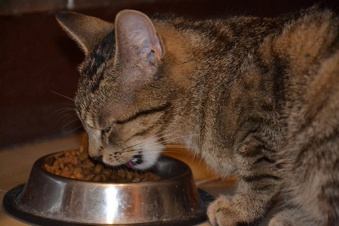 Bitevní plán koček na podzim: Proč mají větší chuť k jídlu?