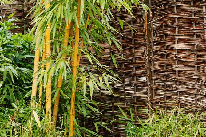 Bambus v zahradě: Jak předcházet nekontrolovatelnému šíření výhonů
