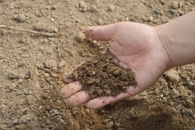 Jak změřit a upravit pH půdy v záhonech domácími prostředky