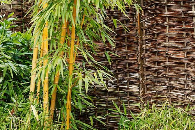 Bambus – stále zelený živý plot