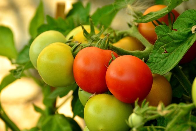 Tropické léto po chladném jaru: Jak na úspěšnou sklizeň zeleniny?