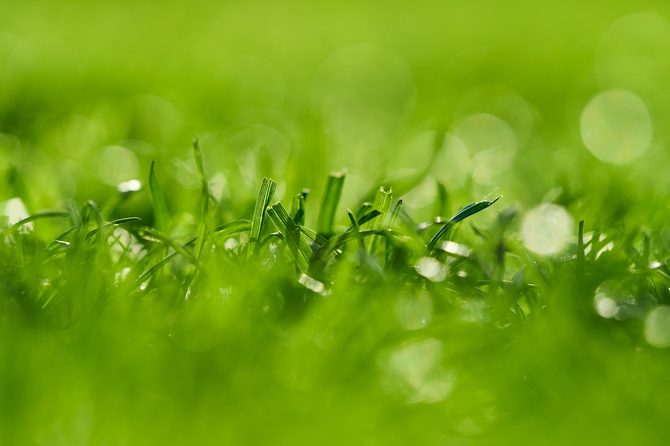 Jak pečovat v létě o trávník: Pouhé sečení nestačí
