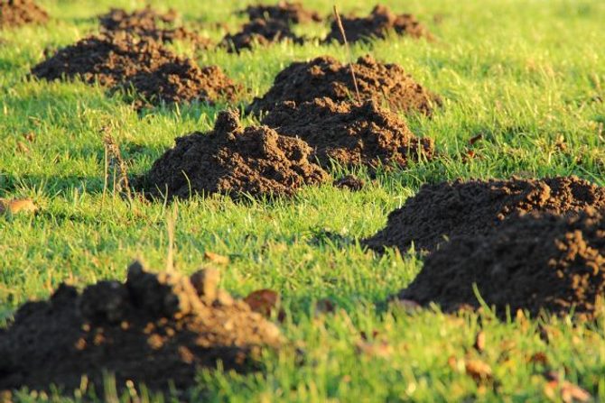 Jak se vyrovnat s nevítaným hostem - efektivní opatření proti krtkům na vaší zahradě