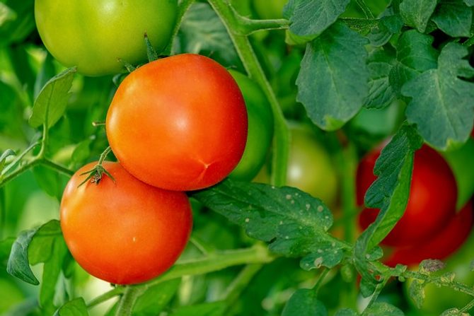 Vyštipování rajčat: Jak se dočkat bohaté a kvalitní úrody