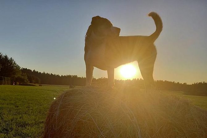 Letní vedra mohou být pro psa nebezpečná