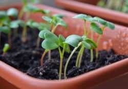 Je pro vás výhodné pěstovat si vlastní sazenice?
