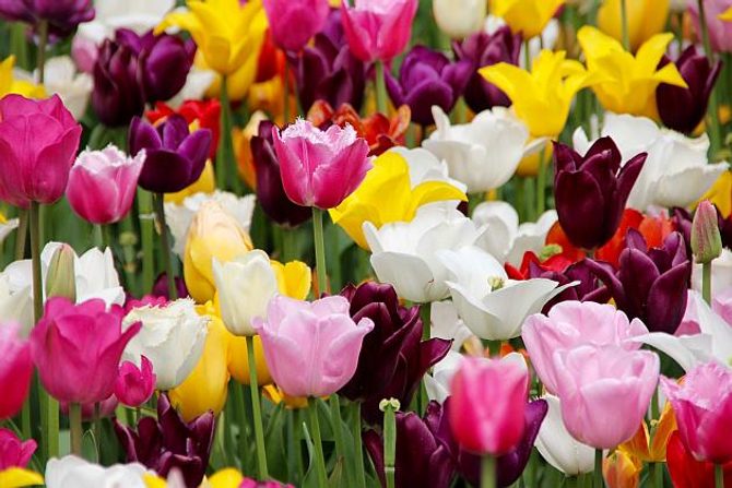 Ideální doba pro výsadbu tulipánů