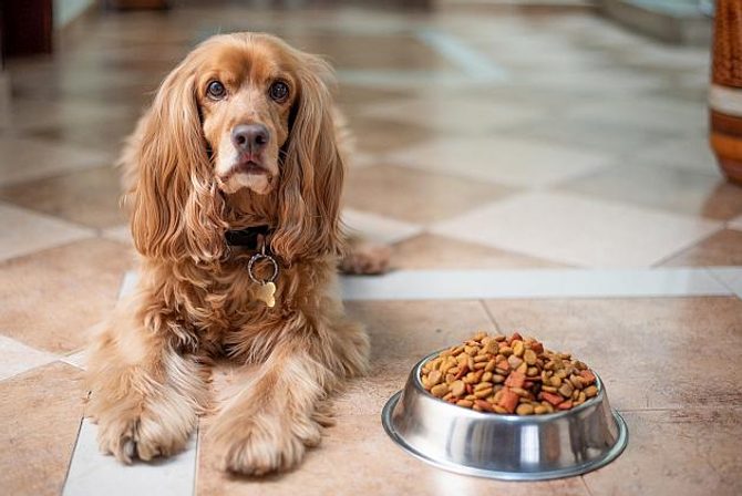 Jsou pro psa lepší granule, nebo maso? | HECHT