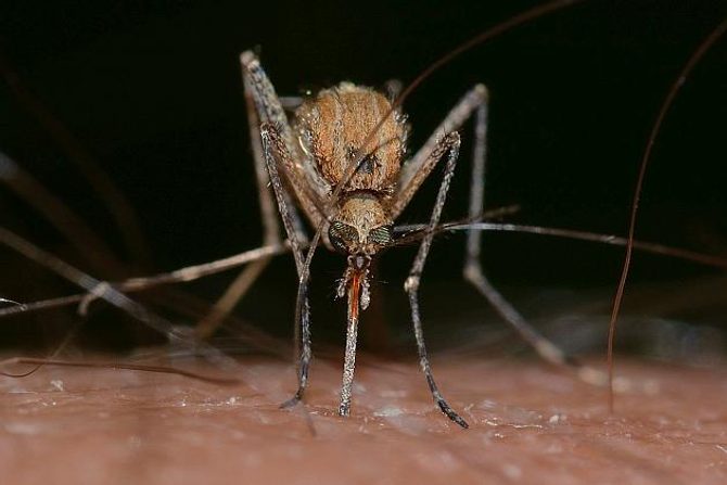 Jak účinně odpudit komáry? | HECHT