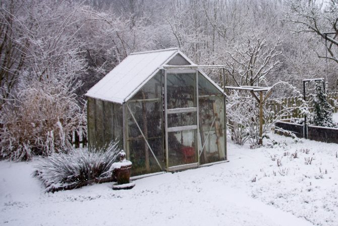 Co v zimě pěstovat ve skleníku?