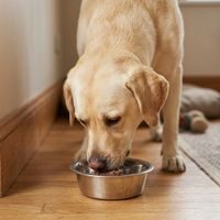 Prominent DOG VENISON 1275 g