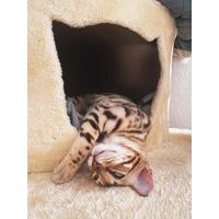 Cat scratcher - GARFIELD B