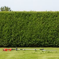 Electric hedge trimmer - HECHT 695