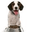 Food for Dogs