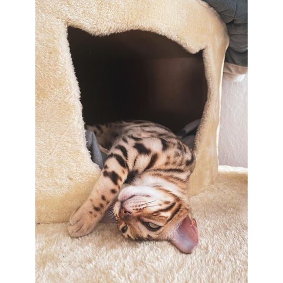 Cat scratcher - GARFIELD B