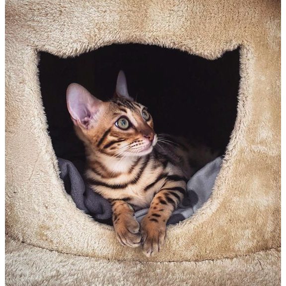 Cat scratcher - GARFIELD B