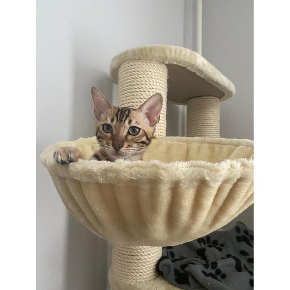 CAT SCRATCHER - GARFIELD B