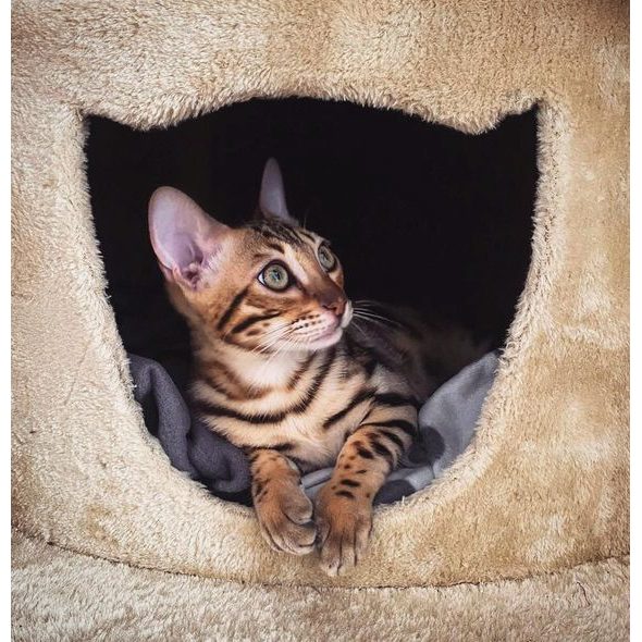 CAT SCRATCHER - GARFIELD B