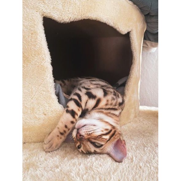 CAT SCRATCHER - GARFIELD B