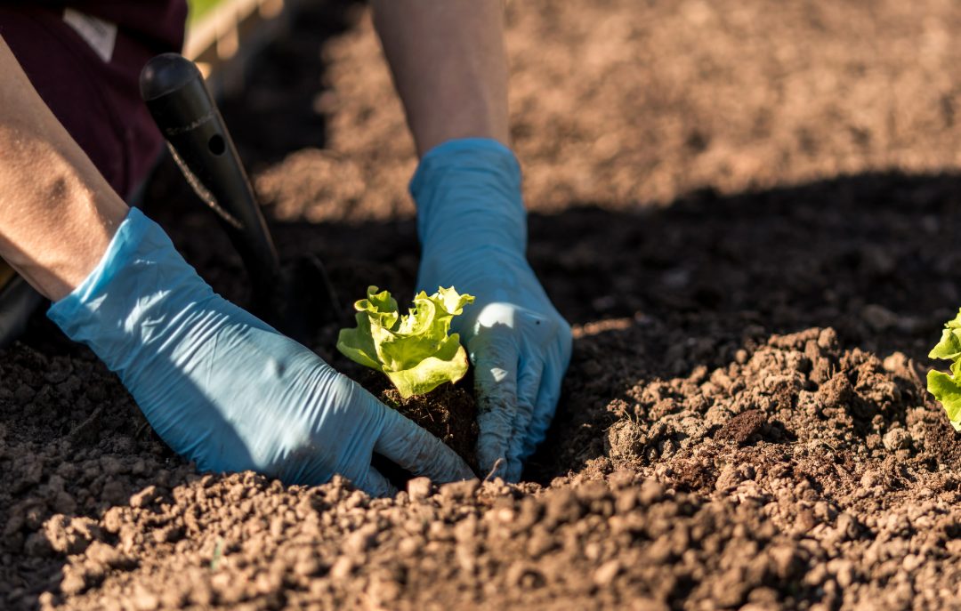 presádzanie priesad na záhon