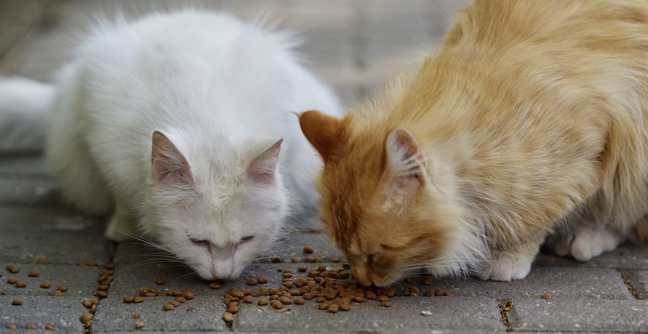 Kŕmenie mačky kvalitnými granulami
