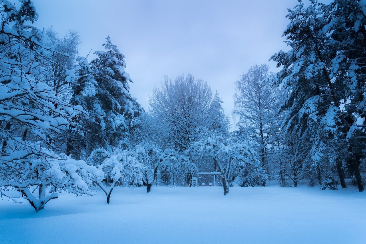 ovocné aj ihličnaté stromy pod snehovou pokrývkou