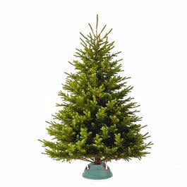 Prémiová kaukazská jedľa veľkosť XL