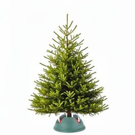 Prémiová kaukazská jedľa veľkosť  S