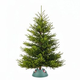 Prémiová kaukazská jedľa veľkosť M