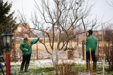 Február je ideálny na prerezanie niektorých stromov