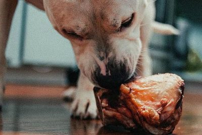 Dávať alebo nedávať psovi na chuť kosti
