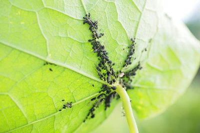 Zlikvidujte vošky bez chémie!