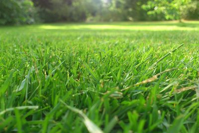 4 veci, na ktoré nezabudnite pri jarnej starostlivosti o trávnik