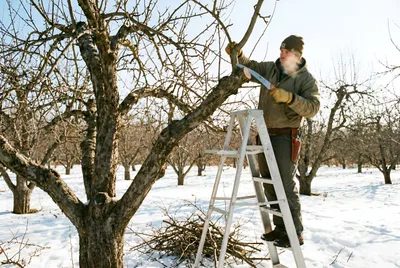 Februárový rez drevín: Ako využiť oteplenie a neurobiť chybu