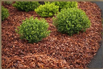 Mulčovacia kôra: Aké má výhody a prečo ju používať?