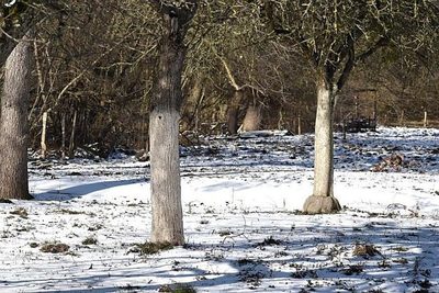 Prečo sa stromy v zime natierajú farbou?