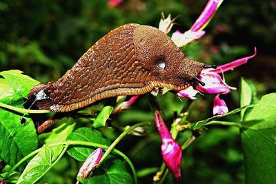 Fungujúca ochrana pred slimákmi