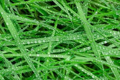 Ako kosiť trávu, keď stále prší?